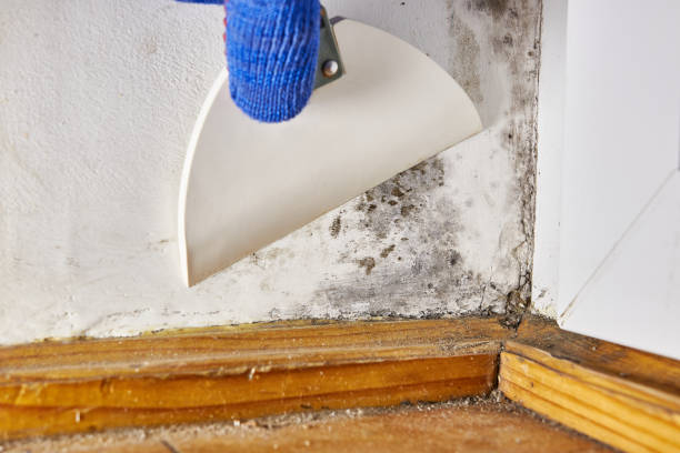 Reliable Yorktown Heights, NY Mold Removal Solutions