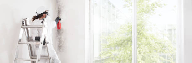 Best Black Mold Removal  in Yorktown Heights, NY
